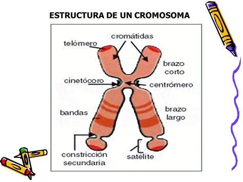 Partes De Un Cromosoma Humano Hot Sex Picture