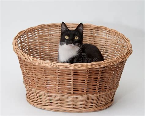 bw cat   basket isolated stock photo image
