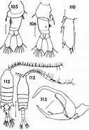 Afbeeldingsresultaten voor "centropages Brachiatus". Grootte: 127 x 185. Bron: copepodes.obs-banyuls.fr