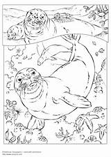 Coloring Seal Monk Large sketch template