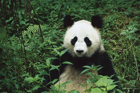 evolution   giant panda timeline timetoast timelines
