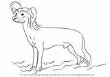 Chinese Crested Animals Hairless Outline sketch template