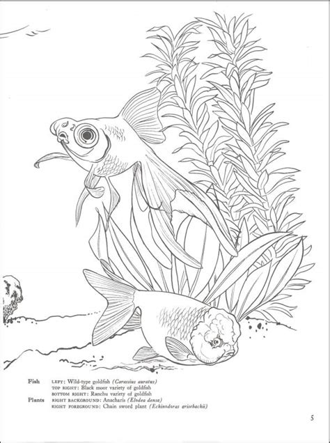 tropical fish coloring book dover publications