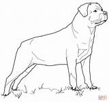 Rottweiler Coloring Pages Printable Supercoloring Drawing sketch template