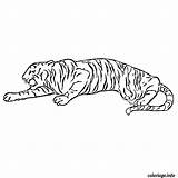 Cirque Tigre Imprimé Fois Gratuit sketch template