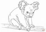 Coloring Koala Pages Bears Printable Popular Sitting sketch template