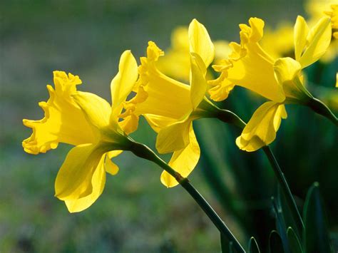 flower daffodils flower home
