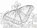 Butterfly Coloring Morpho Peleides Drawing Pages Blue Para Colorir Printable Getdrawings sketch template