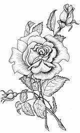 Rose Tumblr Drawing sketch template