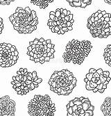 Succulents sketch template