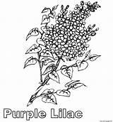 Coloring Lilac Flower Purple Pages Printable Designlooter 77kb 624px sketch template
