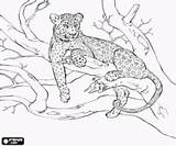 Leopard Coloring Pages Amur Tree Drawing Drawings Colouring Printable Animal Wings Cuddly Couples Color sketch template