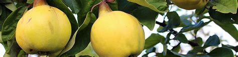 quince trees cydonia mail order trees