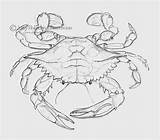 Crab Blue Atlantic Sketchbook Holliday Amy Drawing Posted sketch template