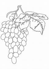 Grapes Weintrauben Uva Ausmalbild Grape sketch template