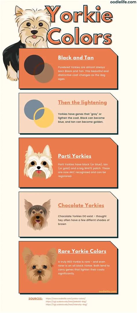 yorkie colors yorkshire terrier coat colors photo guide