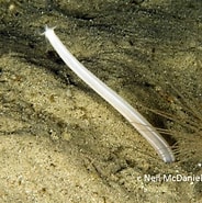 Image result for "leptosynapta Dyscrita". Size: 184 x 185. Source: www.marinespecies.org