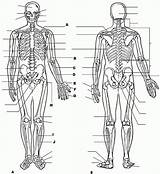 Physiology Anatomie Body Ausmalbilder Biologie Anatomi Ausmalbild Skeleton Fizyoloji Boyama Insan Vücudu Kitapları Eğitim Muscular Letzte sketch template