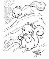 Coloring Squirrel Pages Preschool Animals Popular sketch template