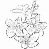 Plumeria Hawaiian Hawaiana Esotico Fiorisce Vettore sketch template