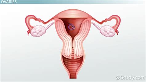 Female Reproductive System Functions And Structures