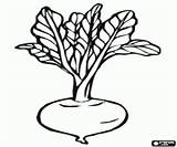 Beet Root Edible sketch template
