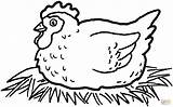 Gallina Huevos Incubando Chicken sketch template