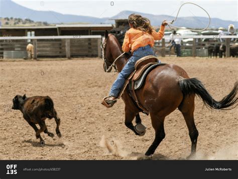 girl  calf roping competition stock photo offset