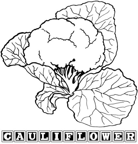 cauliflower printable coloring page  print  color