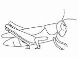 Sauterelle Saltamontes Grilo Coloring4free Grasshopper Grilos Sheets Coloriage 2512 Sauterelles Gafanhotos Colorier Coloriages sketch template