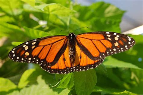 le papillon monarque soigne sa progéniture aux plantes médicinales