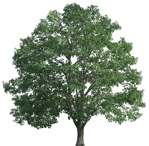 realistic tree png   cliparts  images  clipground
