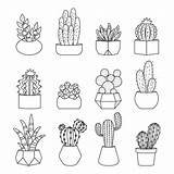Grasse Piante Cactus Suculentas Conjunto Lineal Linha Cactos Freepik sketch template