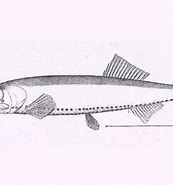 Afbeeldingsresultaten voor "vinciguerria Nimbaria". Grootte: 173 x 185. Bron: fishesofaustralia.net.au