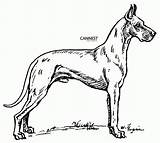 Coloring Pages Dog Great Dane Popular Breed sketch template
