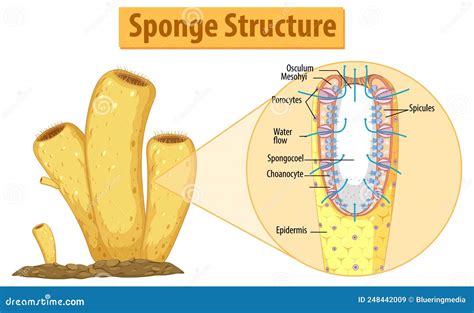 diagram showing structure  sponge stock vector illustration  scientific educational