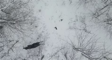 rare footage  drone films  moose shedding  antlers  kid