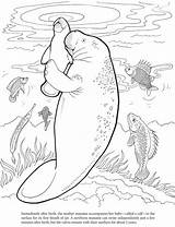 Manatee Coloring Pages Cute Dugong Printable Color Dover Animals Book Colouring Drawings Baby Books Sea Adult Mom Print Animal Drawing sketch template