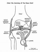 Anatomy Joints Femur Exploringnature sketch template