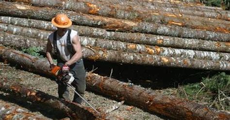 oregon timber harvest tops  billion board feet