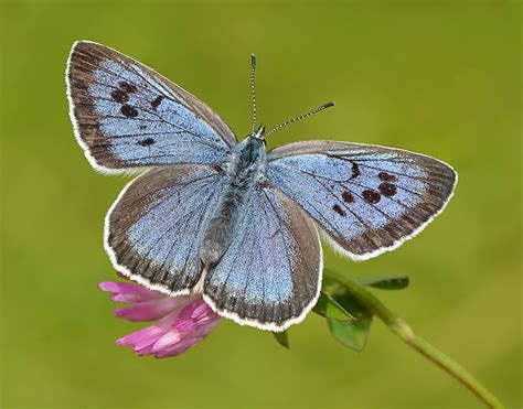 large blue butterfly conservation