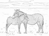 Zebra Zebras sketch template
