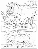 Nilpferd Geographic Ausmalbild Ippopotamo Hippos Hipopotamo Divyajanani sketch template