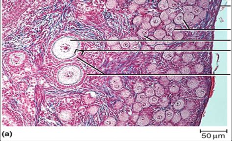 reproductive system histology flashcards by proprofs
