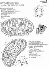 Mitochondria Coloring Chloroplast Biology Pages Template Diagram Color Sketch sketch template