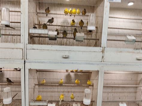 vogelhandel beveren leie aquaathome toebehoren en voeding