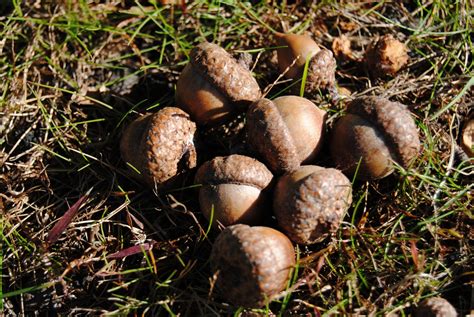 acorns  stock photo public domain pictures