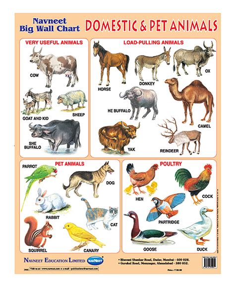 buy navneet domestic pet animals big wall chart   india
