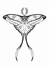 Moth Comet Polilla Lunar Tattoosboygirl Ink Butterfly Insect Ceb sketch template
