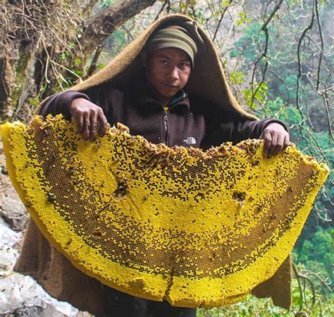 The World’s Largest Bees Make Some Of The World S Most Cherished Honey